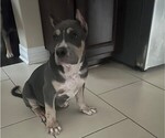 Small Photo #1 American Bully Puppy For Sale in PFLUGERVILLE, TX, USA