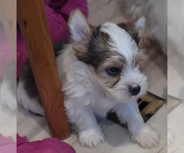 Medium Photo #5 Biewer Yorkie Puppy For Sale in MILWAUKIE, OR, USA