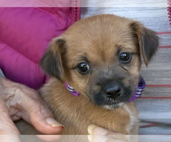 Medium Photo #2 Mutt Puppy For Sale in Martinez, CA, USA