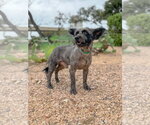 Small #4 Mutt