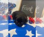 Small #2 Pug