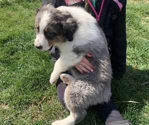 Australian Shepherd Puppy for sale in PAOLI, IN, USA