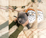 Small Photo #3 American Bully Puppy For Sale in BEDFORD, MA, USA
