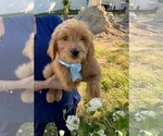 Small Goldendoodle