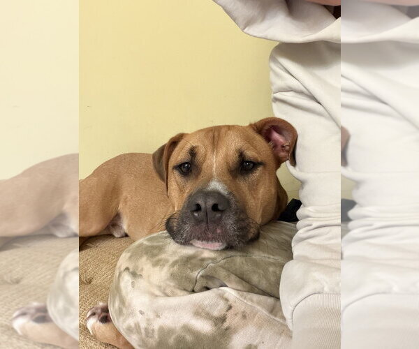 Medium Photo #19 American Staffordshire Terrier-Labrador Retriever Mix Puppy For Sale in Brewster, NY, USA
