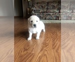 Puppy 2 English Cream Golden Retriever