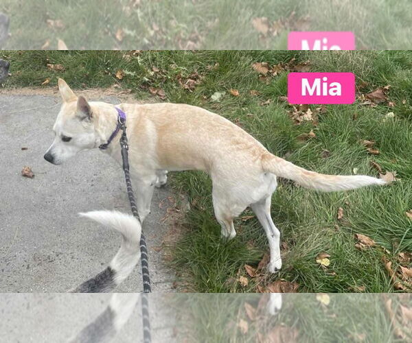 Medium Photo #10 Labrador Retriever-Unknown Mix Puppy For Sale in Alexander, AR, USA
