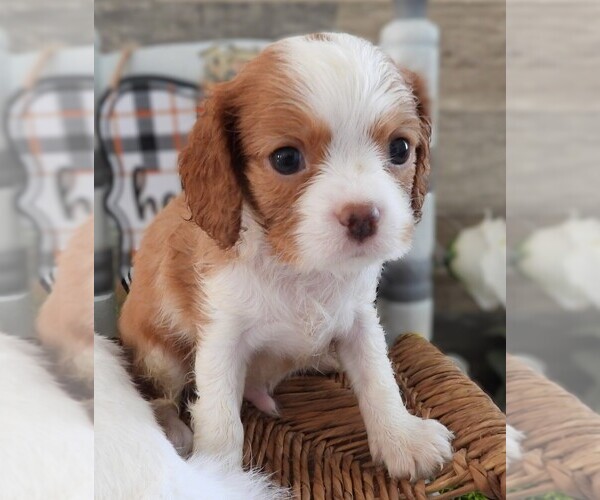 Medium Photo #1 Cavalier King Charles Spaniel Puppy For Sale in CARLISLE, KY, USA