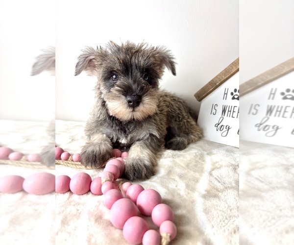 Medium Photo #2 Schnauzer (Miniature) Puppy For Sale in INDIANAPOLIS, IN, USA