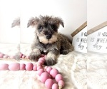 Small #1 Schnauzer (Miniature)