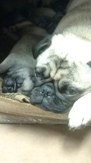 Pug Puppy for sale in WALTON, KY, USA