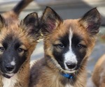 Small Photo #7 Belgian Malinois-Siberian Husky Mix Puppy For Sale in KANSAS CITY, MO, USA