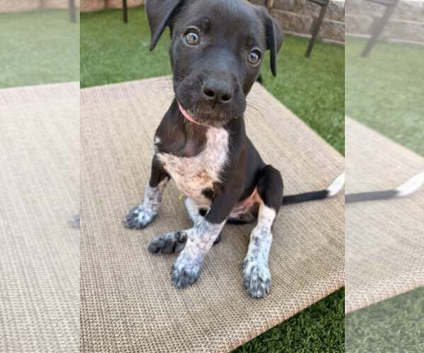 Medium Photo #4 German Shorthaired Pointer-Unknown Mix Puppy For Sale in Greenville, SC, USA