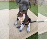 Small #3 German Shorthaired Pointer Mix