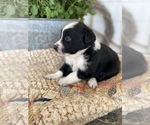 Small Photo #4 Miniature Australian Shepherd Puppy For Sale in BLMGTN, IN, USA
