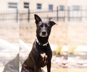 Stormy-$75 Adoption Fee! Diamond Dog! - Female Labrador Retriever-Unknown Mix Dog for Adoption - Photo #15