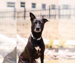 Small #14 Labrador Retriever Mix