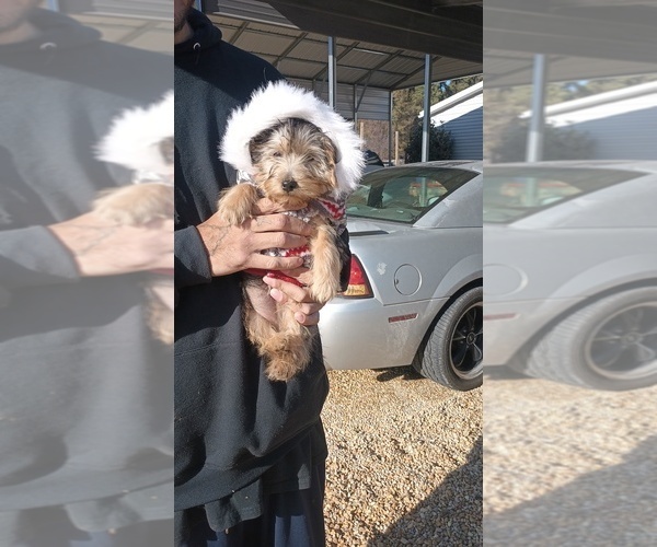 Medium Photo #21 Yorkshire Terrier Puppy For Sale in BENSON, NC, USA