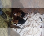 Puppy Puppy 3 Beagle