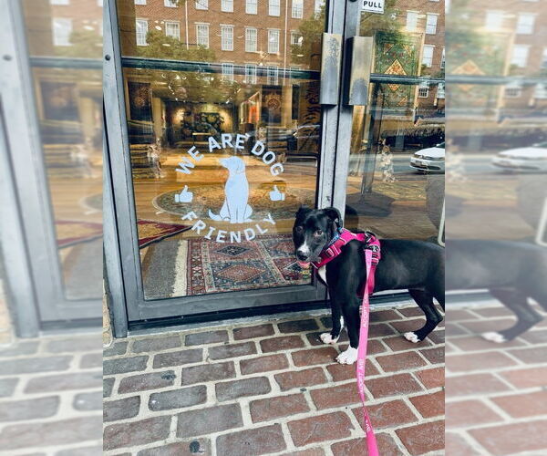 Medium Photo #9 American Staffordshire Terrier-Unknown Mix Puppy For Sale in Fairfax, VA, USA