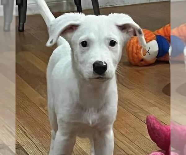 Medium Photo #4 Pointer-Unknown Mix Puppy For Sale in San Diego, CA, USA
