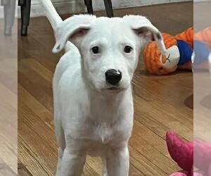 Donte - Male Pointer-Unknown Mix Dog for Adoption - Photo #4
