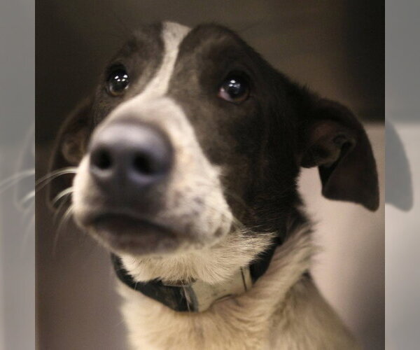 Medium Photo #1 Mutt Puppy For Sale in San Antonio, TX, USA
