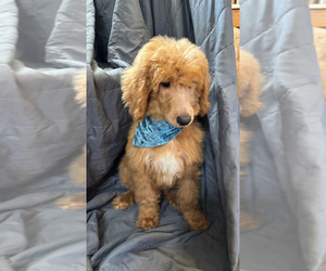 Poodle (Standard) Puppy for sale in LAFAYETTE, LA, USA