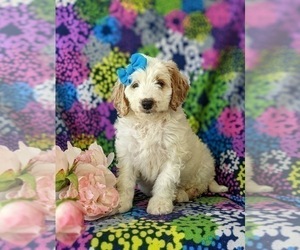 Goldendoodle (Miniature) Puppy for sale in GLEN ROCK, PA, USA