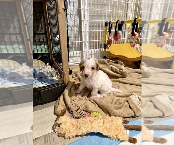 Medium Photo #17 Goldendoodle (Miniature) Puppy For Sale in ELBERT, CO, USA