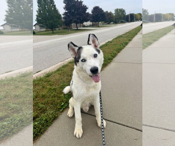 Medium Photo #11 Huskies -Unknown Mix Puppy For Sale in Grafton, WI, USA