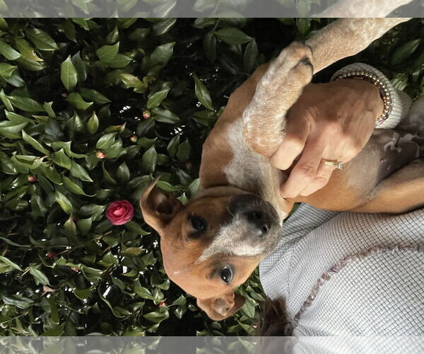 Medium Photo #1 Mutt Puppy For Sale in Mobile, AL, USA