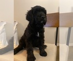 Puppy 7 Bernedoodle-Schnoodle (Giant) Mix