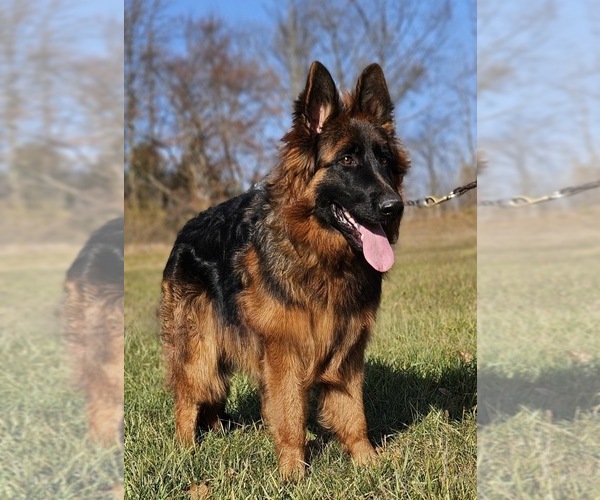 Medium Photo #1 German Shepherd Dog Puppy For Sale in SEFFNER, FL, USA