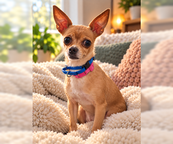 Medium Photo #5 Chihuahua Puppy For Sale in San Diego, CA, USA