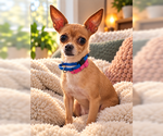 Small Photo #5 Chihuahua Puppy For Sale in San Diego, CA, USA