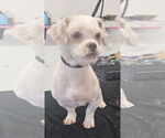 Small #3 Shih Tzu Mix