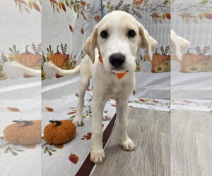 Sunny - Male Beago Dog for Adoption - Photo #5