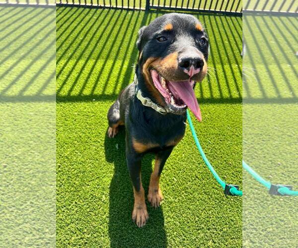 Medium Photo #6 Rottweiler-Unknown Mix Puppy For Sale in Rockwall, TX, USA