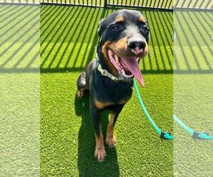 Eragon - Male Rottweiler-Unknown Mix Dog for Adoption - Photo #6