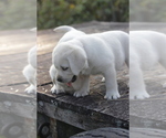 Small Photo #3 Labrador Retriever Puppy For Sale in OZONE, TN, USA
