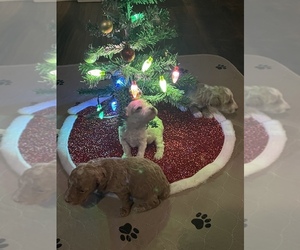 Goldendoodle-Poodle (Toy) Mix Puppy for sale in MIDDLEBURY, IN, USA