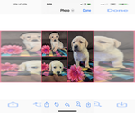 Puppy Puppy 1 Labrador Retriever