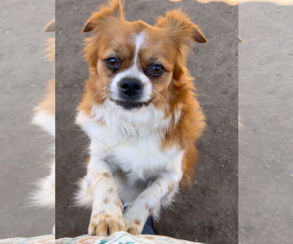 Medium Photo #4 Pekalier Puppy For Sale in Lake Elsinore, CA, USA