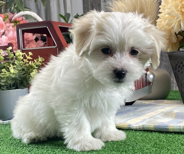 Medium Photo #5 Biton Puppy For Sale in CANOGA, NY, USA