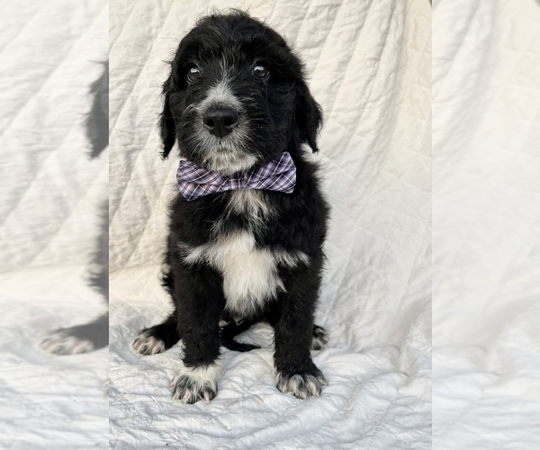 Full screen Photo #3 Aussiedoodle Puppy For Sale in AMBROSE, GA, USA