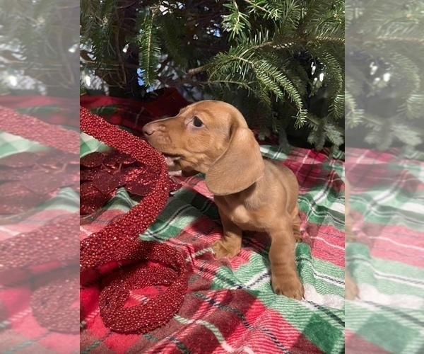 Medium Photo #1 Dachshund Puppy For Sale in ELFERS, FL, USA