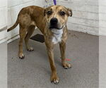 Small American Pit Bull Terrier Mix