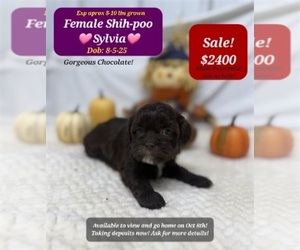 Shih-Poo Puppy for sale in TUCSON, AZ, USA