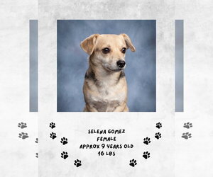 Chihuahua-Unknown Mix Dogs for adoption in Las Vegas, NM, USA